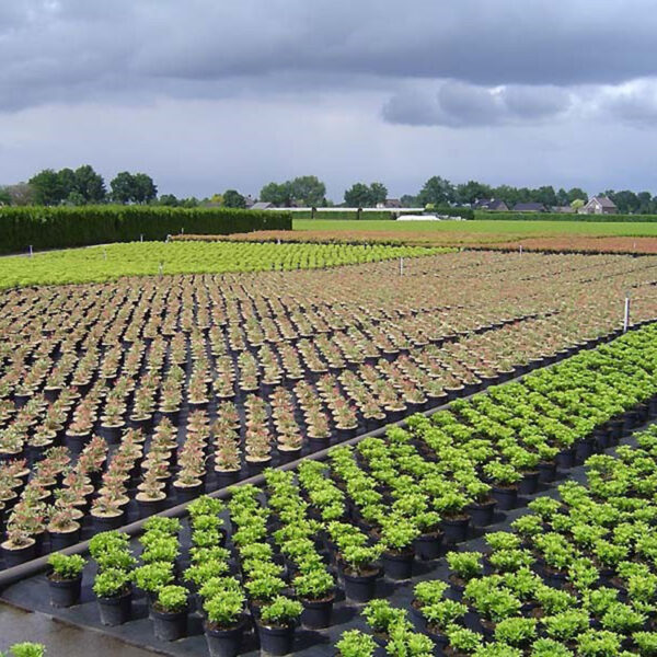 Malla anithierba 100 gr/m2 VERDE 2X10 m - Imagen 4