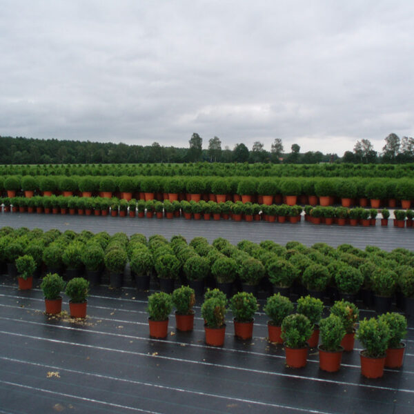 Malla anithierba 100 gr/m2 VERDE 2X10 m - Imagen 6