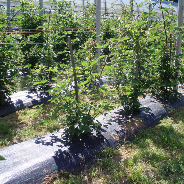 Malla anithierba 100 gr/m2 VERDE 2X10 m - Imagen 7