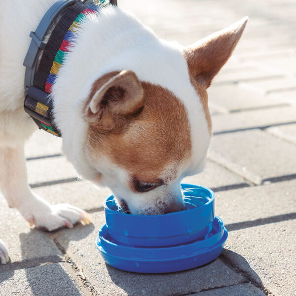 Correa retráctil para perros 6 en 1 Compet InnovaGoods - Imagen 4